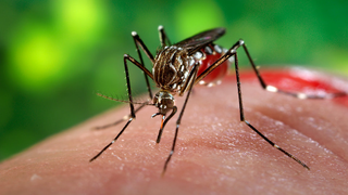 Por qué eres un imán para los mosquitos